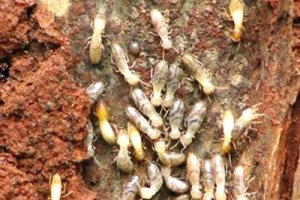 852127-termites-in-action